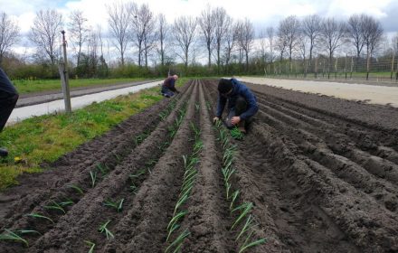 prei planten