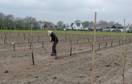 Boomgaard afmaken