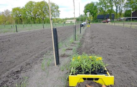 Tomatenplantjes